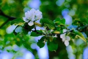 gros plan de feuilles vertes en fleurs et de bourgeons blancs de pommier sauvage contre le ciel bleu au printemps photo