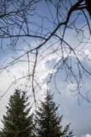 branches et brindilles d'arbres sans feuilles en hiver. photographié contre le ciel bleu d'en bas. photo