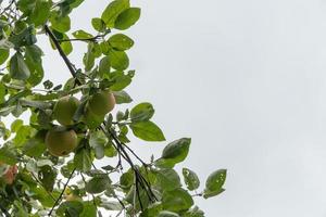 pommes mûres sur une branche d'arbre contre le ciel photo