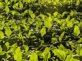 détail du champ de soja vert frais. feuilles de soja sur le terrain au brésil. photo