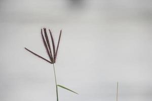 buissons et plantes sauvages qui poussent autour de la forêt de mangrove photo