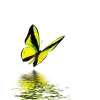 beau vrai papillon multicolore volant sur fond blanc photo