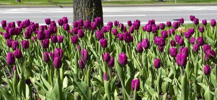 de belles tulipes violettes lumineuses ont fleuri dans le parterre de fleurs photo