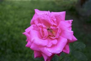 pétales bouclés de rose photo