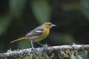 jeune oriole de baltimore 34 photo