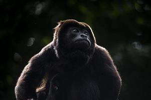 portrait de singe hurleur à manteau photo