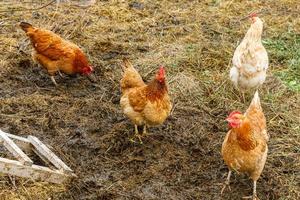 poulet fermier sur une ferme d'animaux biologiques broutant librement dans la cour sur fond de ranch. les poules paissent dans une ferme écologique naturelle. l'élevage moderne et l'agriculture écologique. notion de droits des animaux.