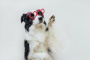 st. notion de saint valentin. drôle de chien chiot border collie dans des verres en forme de coeur rouge isolés sur fond blanc. adorable chien amoureux célébrant la saint valentin. carte postale de romance lovesick amour. photo