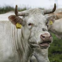 visage de jeune vache photo