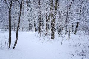 arbres forestiers nature arrière-plans de forêt de neige. photo