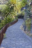 bonne route en pierre avec des palmiers sur l'île de tenerife. photo