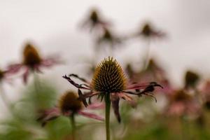 fleur d'échinacée avec des feuilles photo