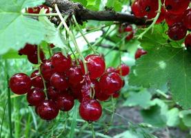 groseille rouge douce poussant sur un buisson avec des feuilles vertes photo