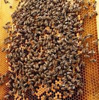 texture d'hexagone de fond, nid d'abeille de cire d'une ruche d'abeille photo