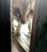 chaton shorthair rayé mignon drôle, beau chat assis de sourire photo