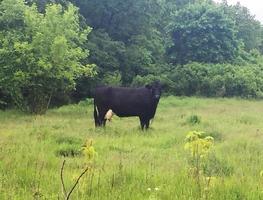 photographie sur le thème belle grande vache à lait broute sur un pré vert photo