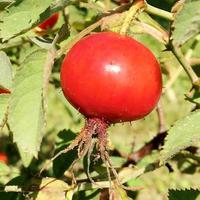 Briar de baies rouges sucrées poussant sur bush avec des feuilles vertes photo