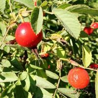 Briar de baies rouges sucrées poussant sur bush avec des feuilles vertes photo