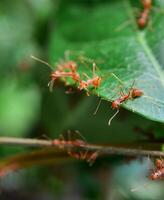 gros plan de fourmi rouge sur la plante photo