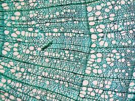 micrographie de tige de tilia photo