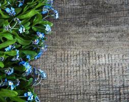 bordure de fleurs myosotis photo