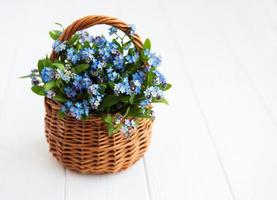 myosotis fleurs dans le panier photo