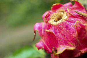 fruit du dragon rouge frais sur table en bois photo