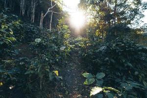 jour de la récolte du café et de la plantation de café arabica photo