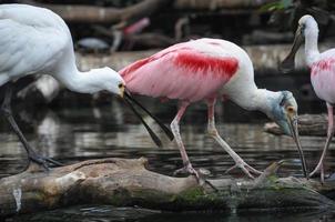 animal oiseau flamant rose photo