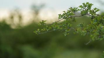 branches d'aubépine sur fond vert flou photo