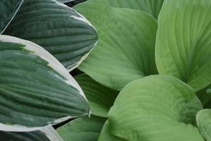 Libre d'un grand modèle de feuilles de plantes hosta vert dans le jardin d'été à l'extérieur photo