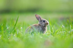 lapin de pâques avec lapin brun sur fond d'herbe verte de printemps et de printemps décoré en plein air pour le jour de pâques du festival - lapin mignon sur la nature photo