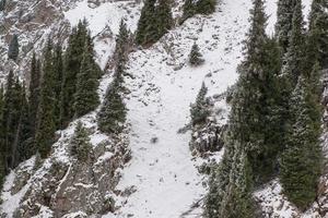 paysage de montagne d'hiver avec des pins photo