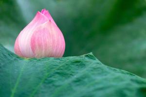 fleur de lotus rose beau lotus photo