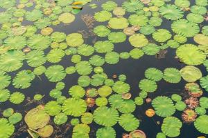 beaucoup de feuilles de lotus dans le lagon du parc photo