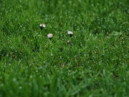 herbe verte fraîche avec des fleurs de marguerite photo