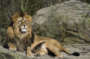 lion se reposant dans la nature photo