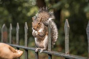 mignon petit écureuil avec queue floue mange des cacahuètes de la main humaine dans le parc photo