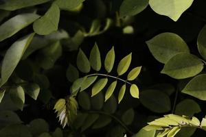 photo d'une plante menteuse aux feuilles luxuriantes avec un concept qui se voit lorsqu'elle est vue, généralement utilisée pour les fonds d'écran et les arrière-plans