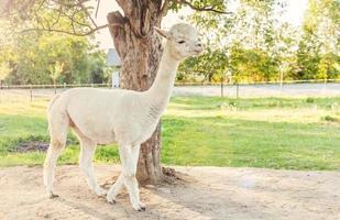 alpaga mignon avec drôle de visage relaxant sur le ranch en été. alpagas domestiques broutant dans les pâturages en arrière-plan naturel de la campagne écologique de la ferme. concept de soins aux animaux et d'agriculture écologique photo