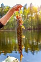 main de pêcheur avec brochet de poisson sur fond de belle nature et lac ou rivière photo