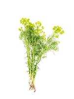 plantes médicinales, herbes isolées sur fond blanc. photo