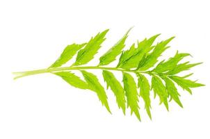 plantes médicinales, herbes isolées sur fond blanc. photo