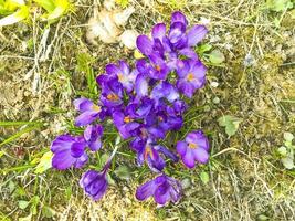 fleurs printanières violettes sur une vieille herbe sèche, au sol. photo