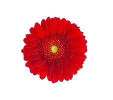 fleur de gerbera rouge en gros plan. photo