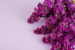 carte de voeux, bannière de fleurs lilas sur fond clair. photo