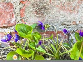 les premières fleurs printanières bleues sur sol sec. photo