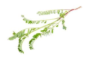 plantes médicinales, herbes isolées sur fond blanc. photo