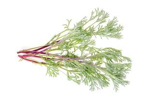 plantes médicinales, herbes isolées sur fond blanc. photo