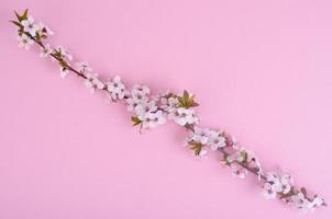 branche avec de délicates fleurs blanches et roses photo